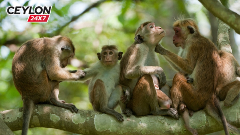 රිළා ප්රශ්නෙට ආණ්ඩුවෙන් දුන් සුපිරි විසදුම මෙන්න !