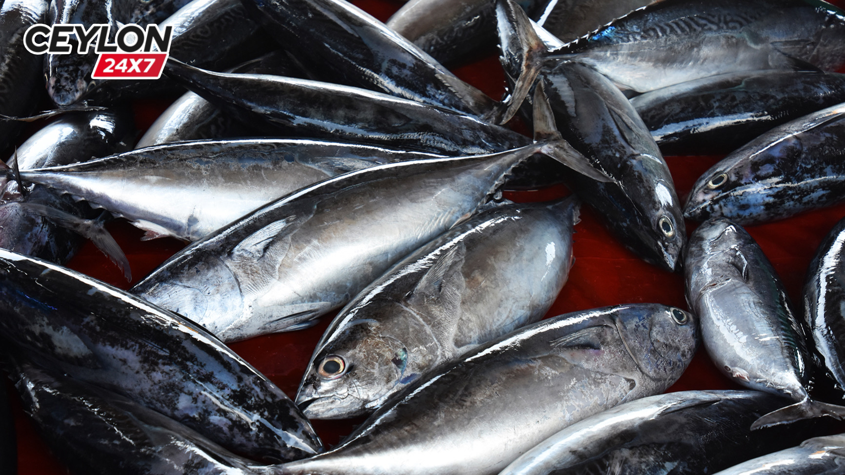 අලුත්ම මිල ගණන් මෙන්න !