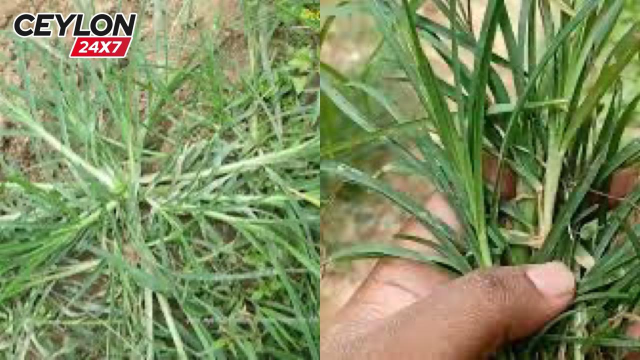 මෙන්න මේ පැලේ දැකලා ඇතිනේ.. අපෝ දැක්ක ගමන් ගලවනවා. දන්නවාද මේක කොච්චර වටිනවද කියලා