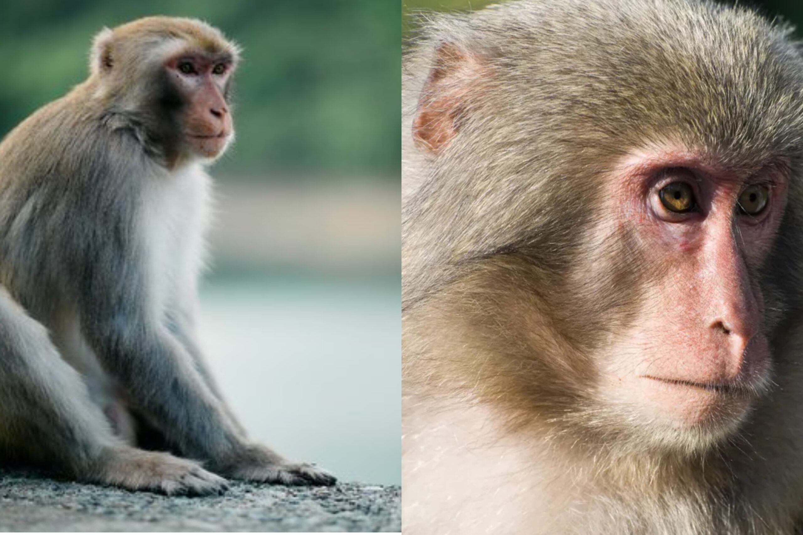 දිවයින පුරා විදුලිය බිඳ වැටීමට හේතුව වඳුරෙක්… – විදුලිබල ඇමති..