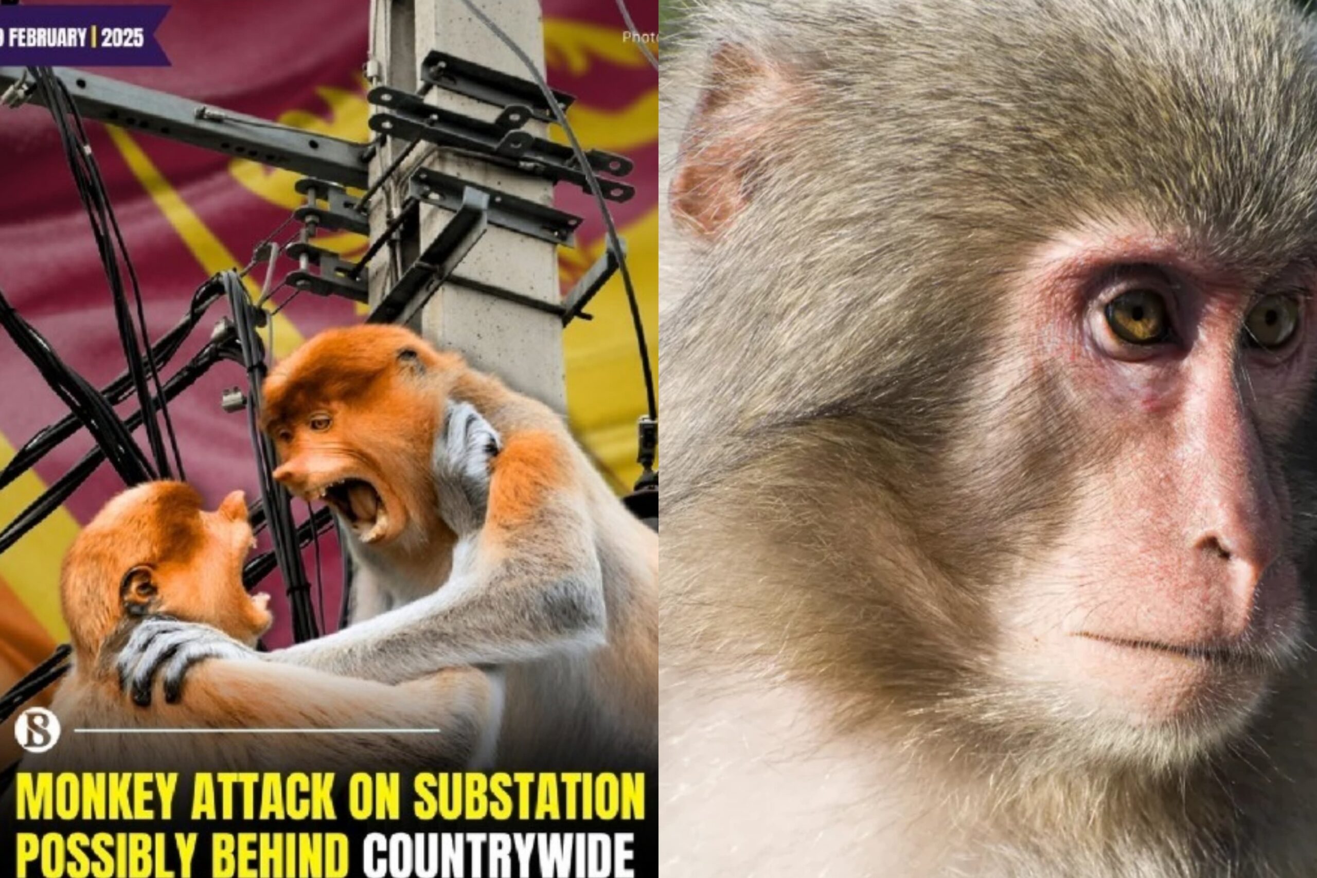 ලංකාවටම ලයිට් කපපු වඳුරා ඔන්න ජාත්යන්තරයටත් ගිහින්…