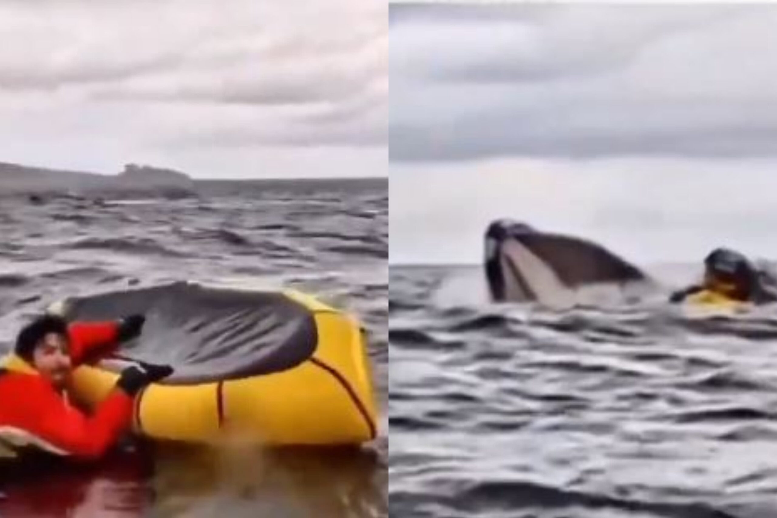 “ආයෙත් ඇස් ඇරලා බැලුවම මට තේරුණා මම තල්මසාගේ කට ඇතුලේ ඉන්නවා කියලා..” තල්මසෙකුගේ කට ඇතුලට ගිහින් අනූ නවයෙන් දිවි බේරාගත් තරුණයෙකුගේ කතාව…