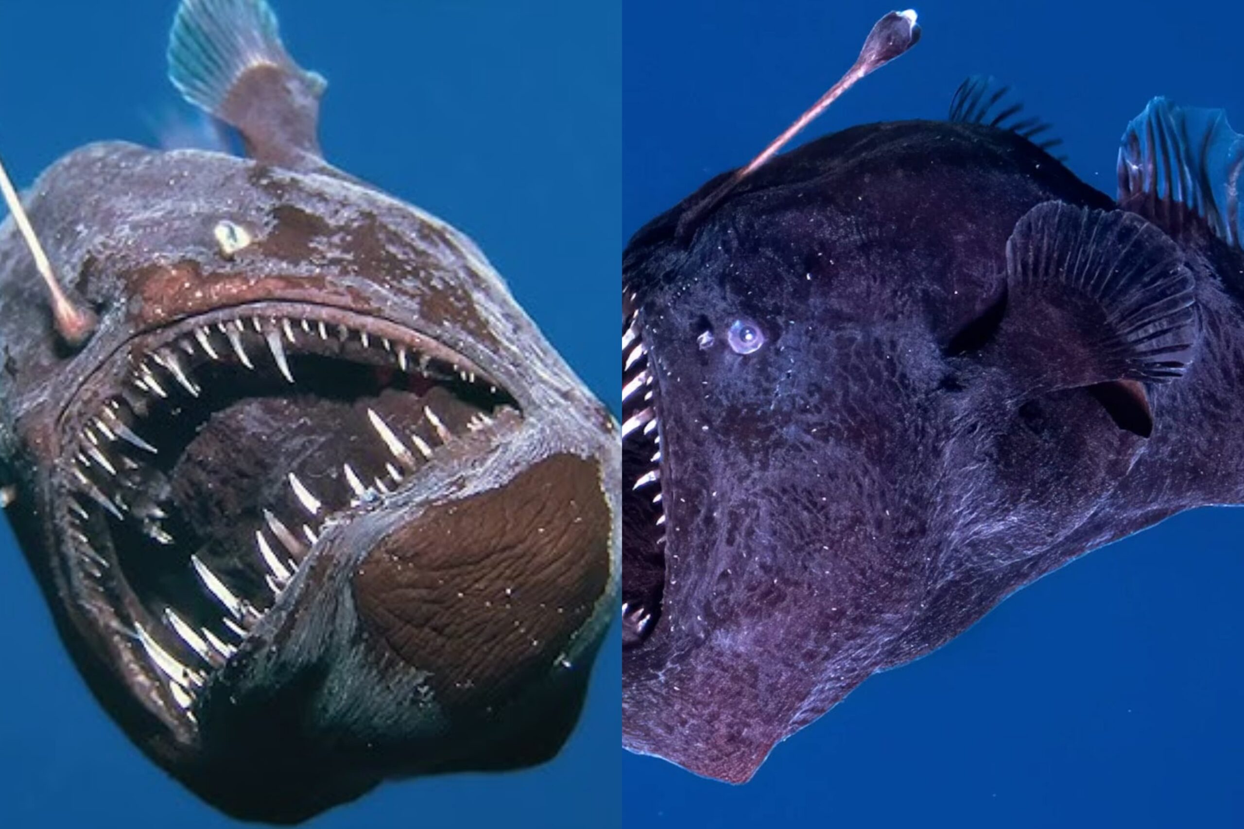 හම්මෝ… එයා නම් මහ දරුණු සතෙක්… නොගැඹුරු මුහුදෙන් මතු වූ අමුතුම මත්ස්‍යයා…