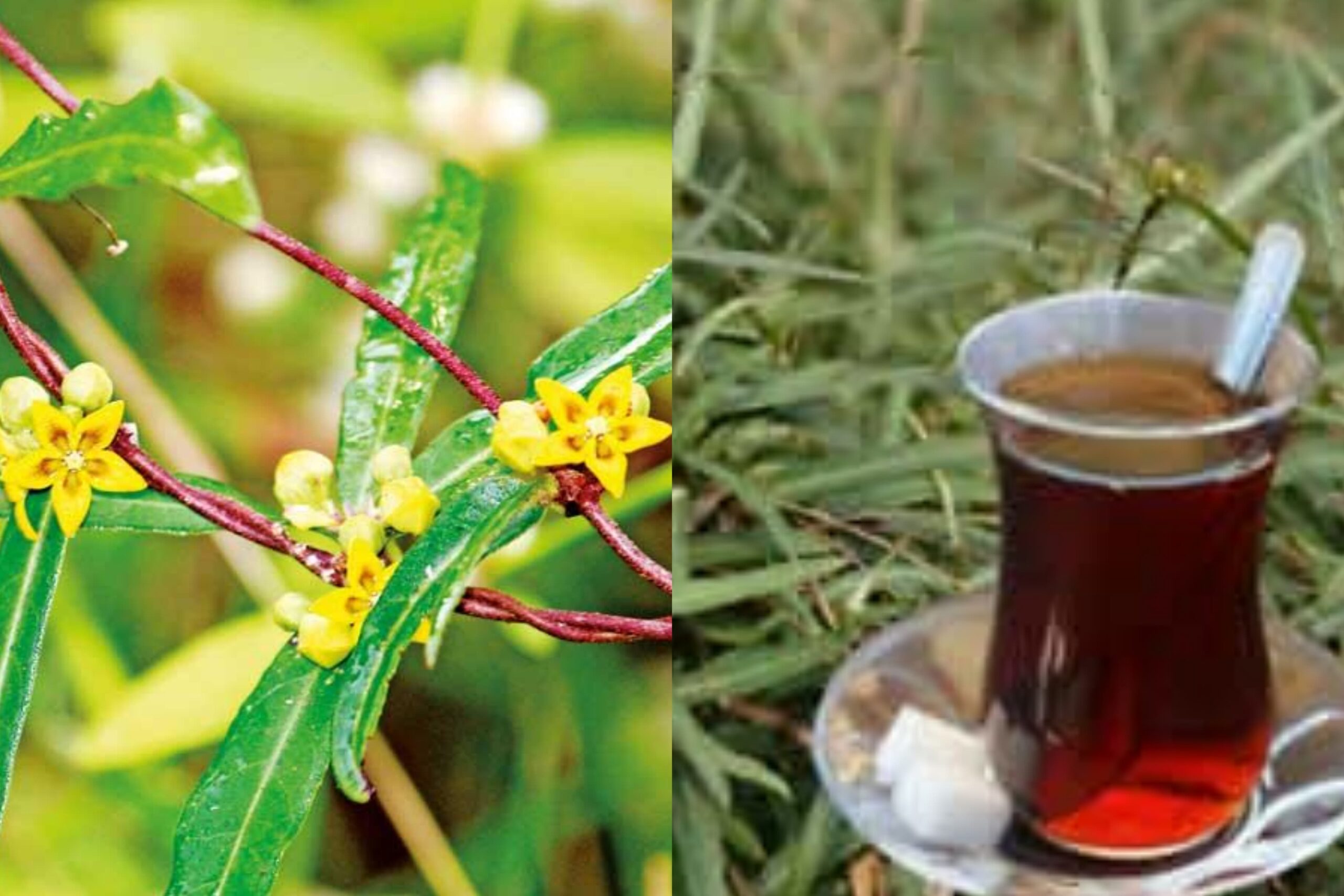 දහඩිය දුඟද නිසා පීඩාවට විදින ඔබට මෙන්න නියම බෙහෙතක්…