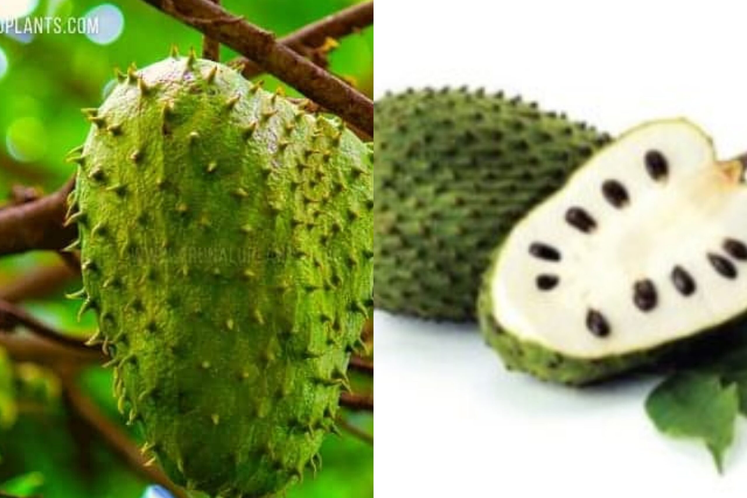 කටු අනෝදා කෑවොත් ලෝකේ තියෙන ලොකුම ලෙඩෙත් සුවයි..! දෙයියනේ මේක නම් අදහන්නත් බැ…