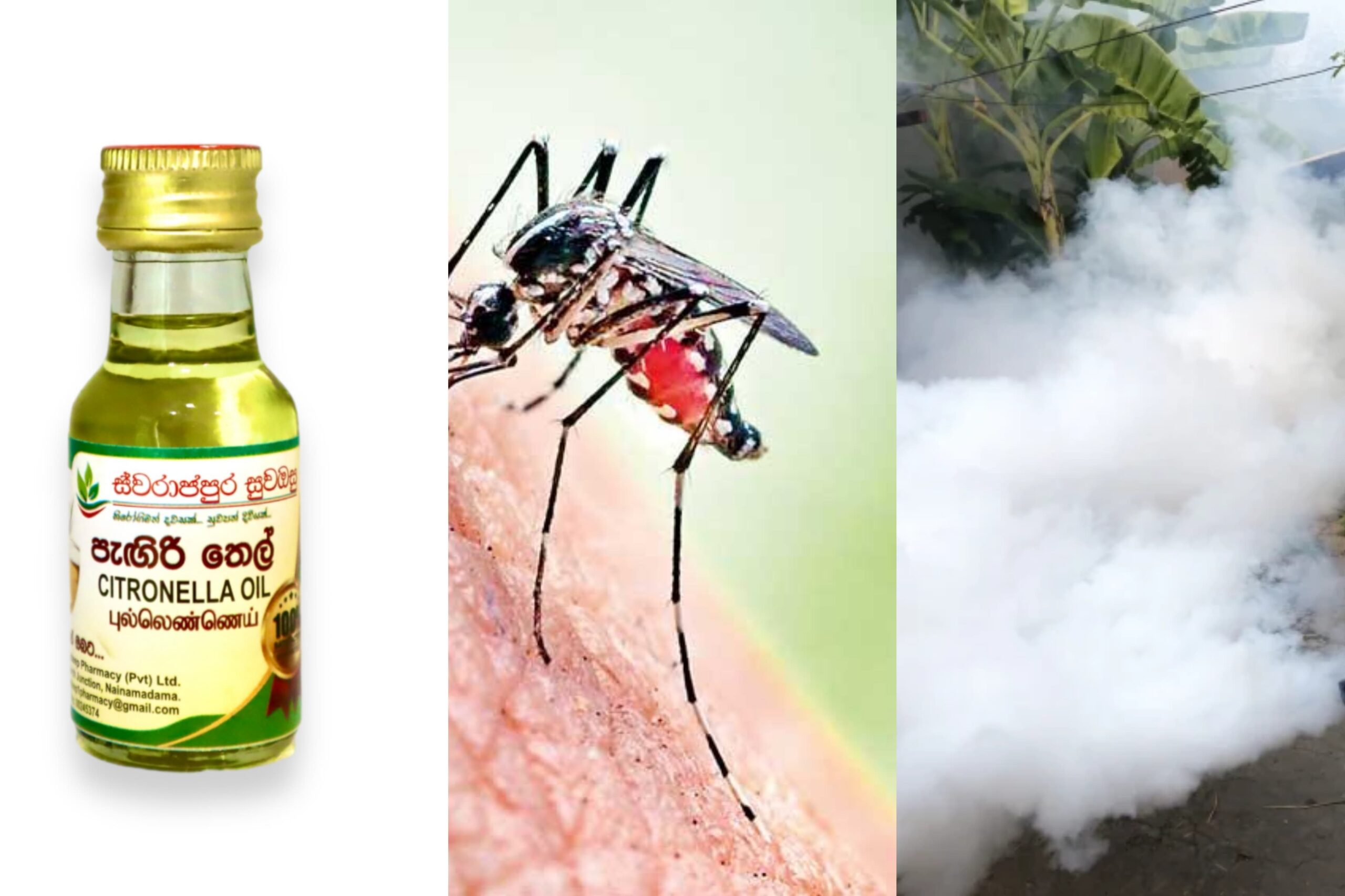 මදුරු කරදරෙන් බේරෙන්න මෙන්න ඔයාට නියම ටිප්ස් ටිකක්… Ceylon