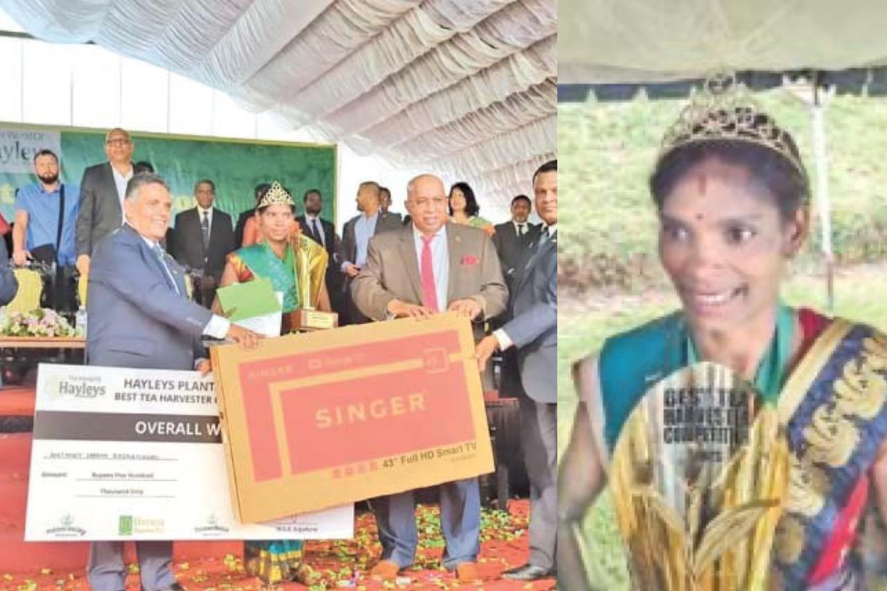 විනාඩි 15න් දළු කිලෝ 8ක් නෙළලා.. තලවකැලේ රාජලක්ෂ්මි හොඳම දළු නෙලන්නිය වෙයි.