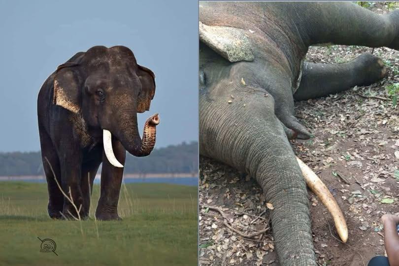 ආණ්ඩුව නිහඩයි. මින්නේරිය හැඩකල යුනිකෝන් ඇතාවත් පරලොව යවයි.