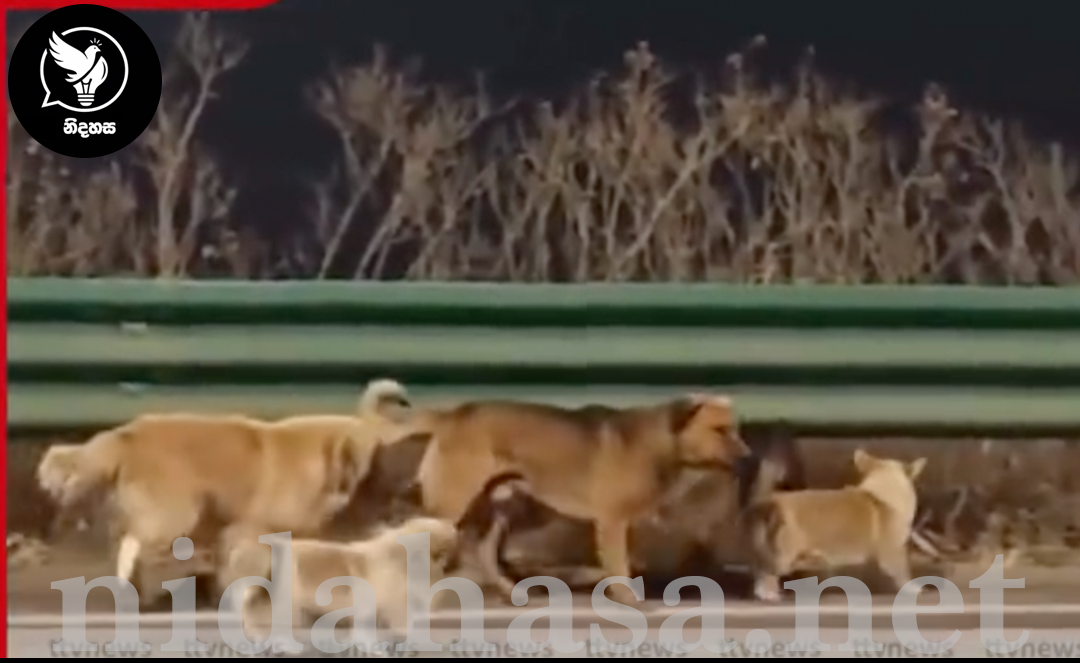 සොරකම් කළ සුනඛයන් හත්දෙනෙකු පැහැරගත් අයගෙන් මිදී කිලෝමීටර් 17ක් ගෙවා යළි නිවසට පැමිණෙන හැටි මෙන්න…